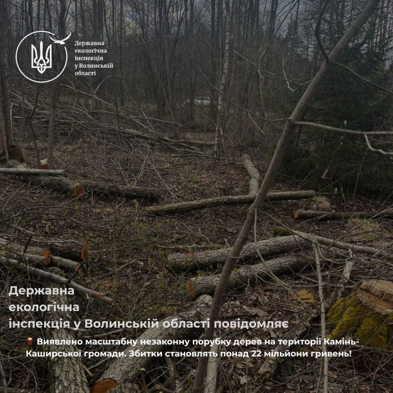 Понад 22 млн грн збитків: на Волині виявили одну з найбільших незаконних порубок останніх років