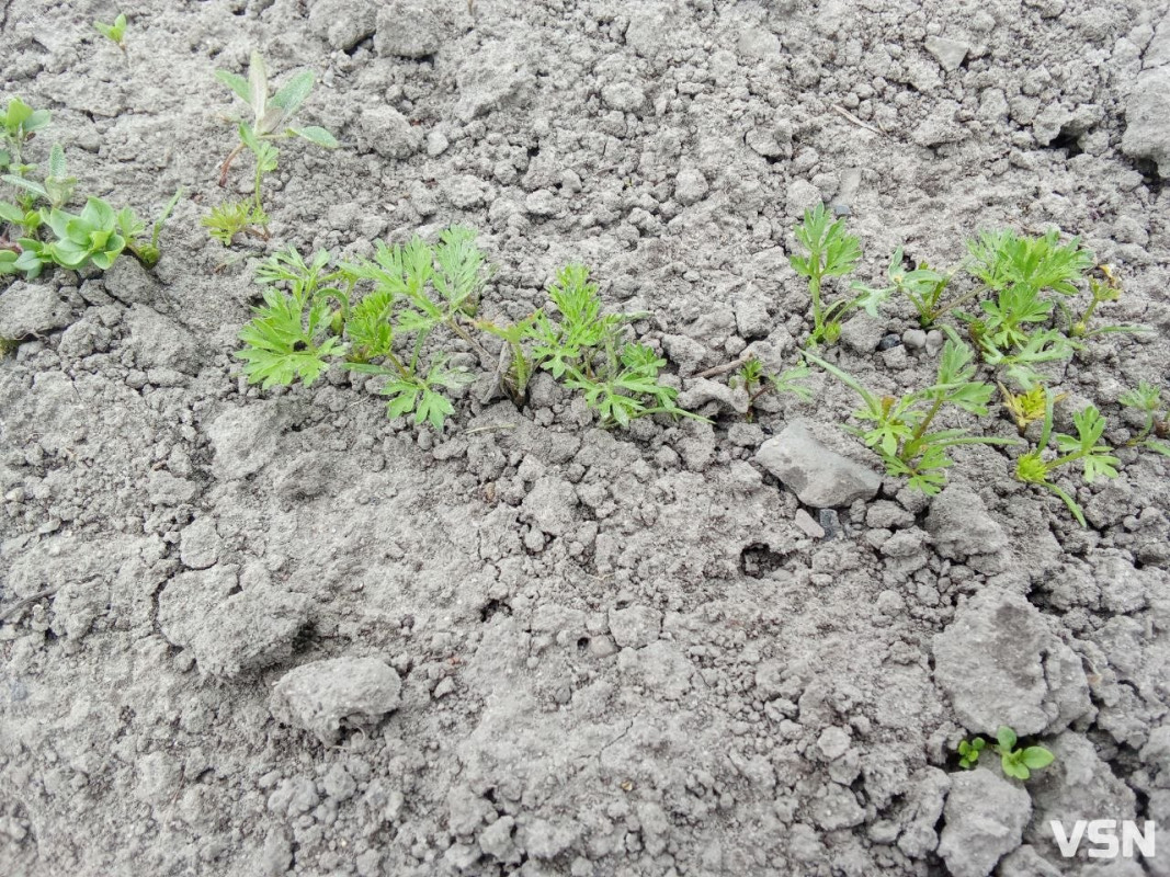 Після нічного холоду на Волині господарі можуть втратити більшість ранніх фруктів