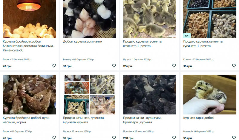 На Волині стартував сезон продажу птиці: скільки коштують курчата, качки та гуси