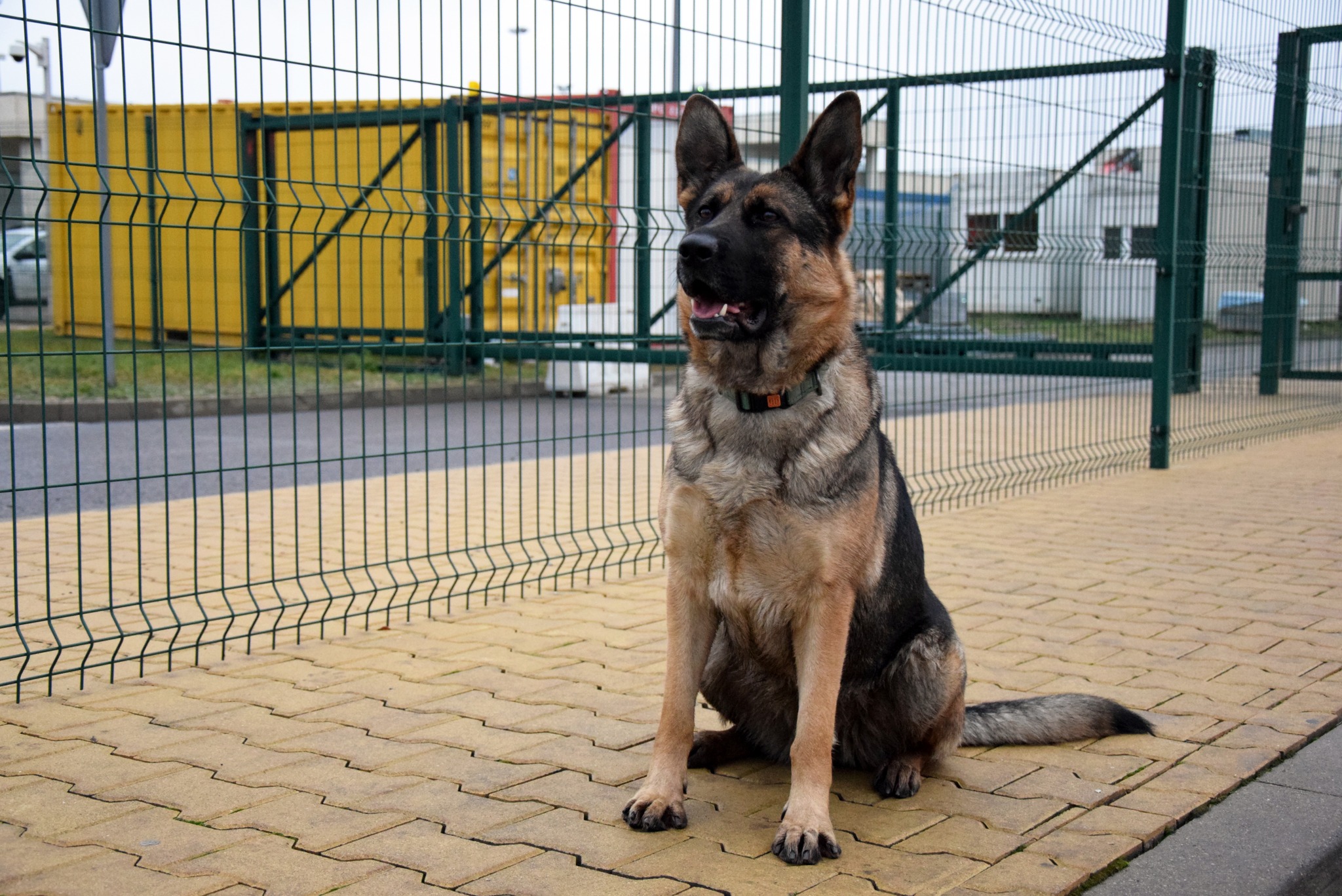Коли напарник – більше ніж собака: прикордонник з Волині та його чотирилапа династія