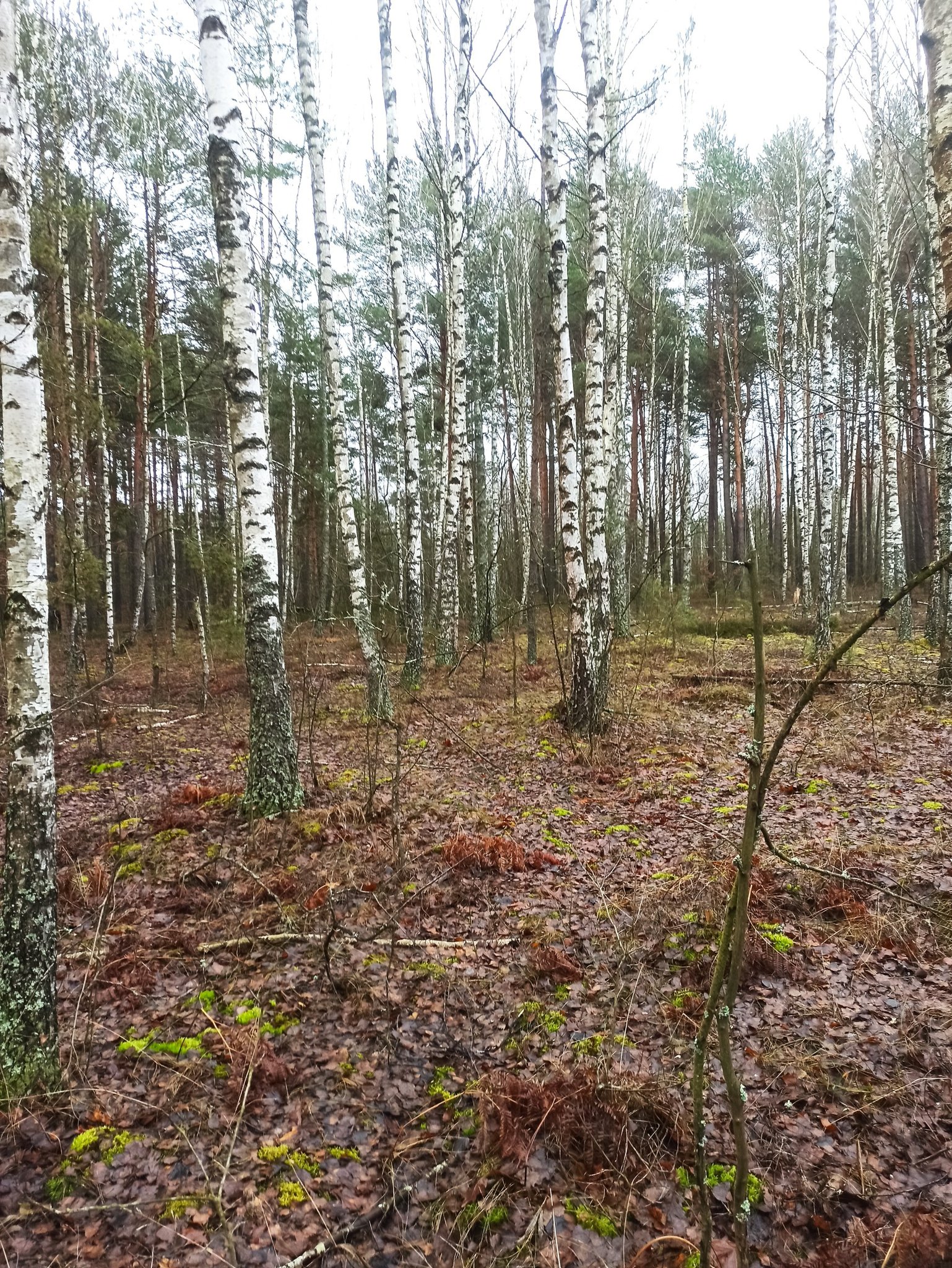 На Волині в грудні знайшли лисички: місцева жителька здивувала грибним уловом