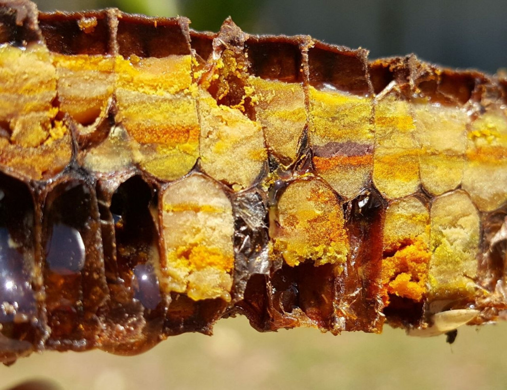 Аптека у вулику: 5 продуктів волинського бджільництва, які рятують від хвороб