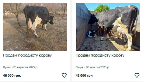 Скільки коштують корови та телиці на Волині?