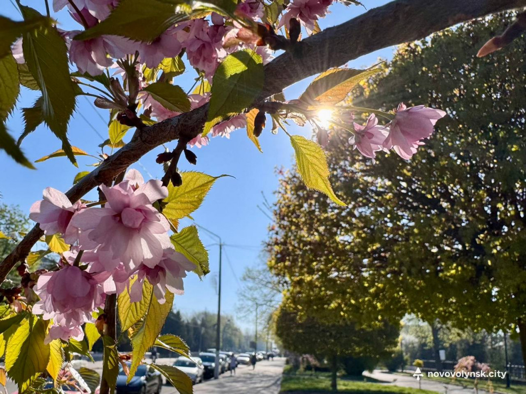 У місті на Волині розквітли сакури та мигдаль. Фото