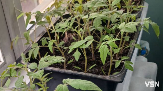 Що і коли садити на Волині: покроковий календар весняних робіт