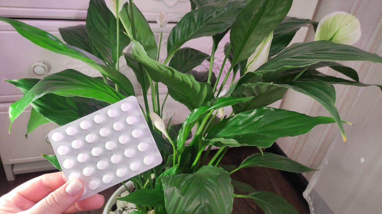 Спатифілум не цвіте: як змусити «жіноче щастя» вкритися квітами взимку