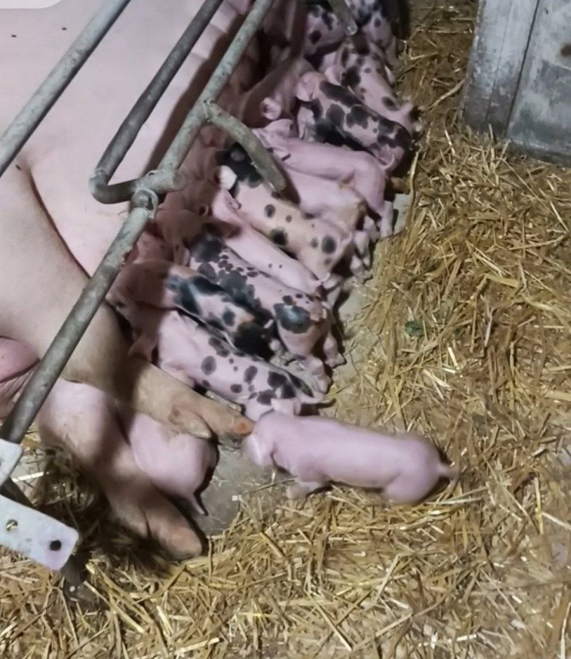 400-кілограмові свині та тисячі переглядів у TikTok: як волинянка веде господарство