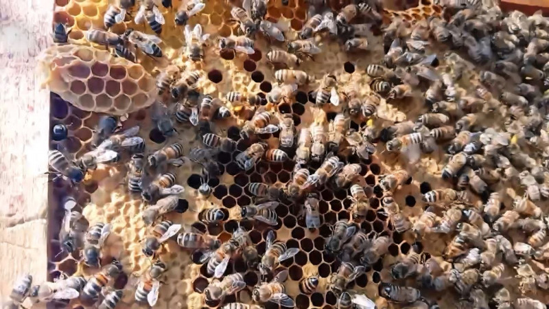 Аптека у вулику: 5 продуктів волинського бджільництва, які рятують від хвороб