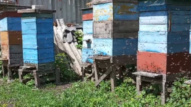 «Як не буде бджілок, не буде людей на Землі»: пасічники з Волині про підготовку вуликів до зими