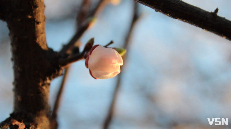 Після нічного холоду на Волині господарі можуть втратити більшість ранніх фруктів
