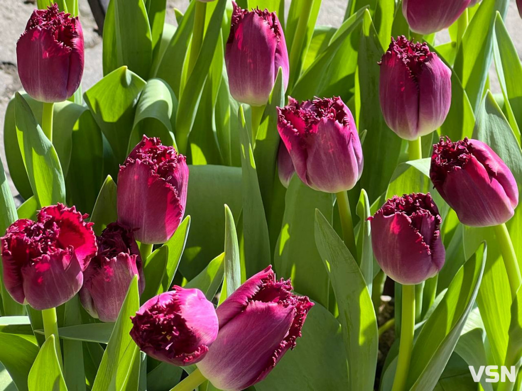 Скільки коштують квіти на 8 березня у Луцьку?