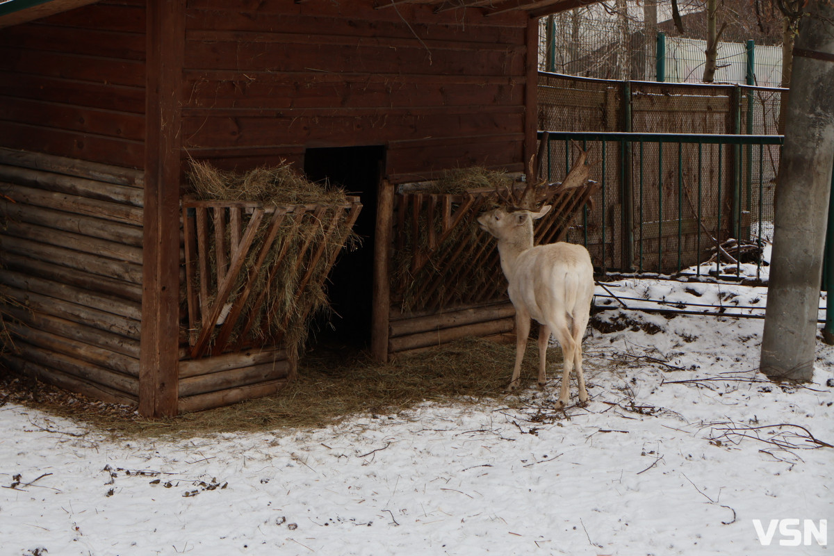 Як живе Луцький зоопарк взимку. Фоторепортаж
