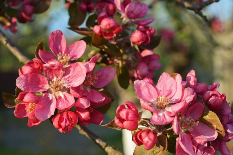 На Волині через заморозки загинув цвіт ранніх фруктових дерев