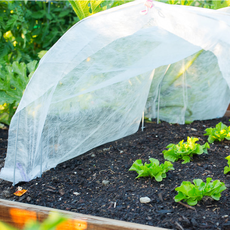 Агроволокно чи димлення: як врятувати волинський город від морозів?