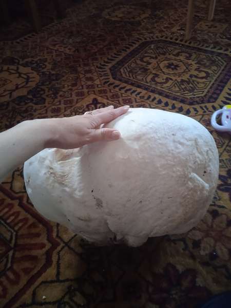 У Луцькому районі знайшли велетенського гриба-дощовика