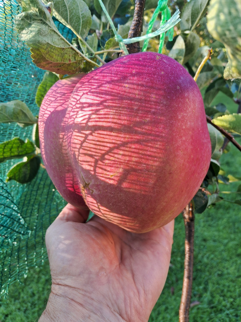 Чоловік виростив найбільше яблуко України: скільки воно важить