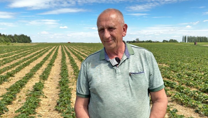 «За два дні заробила місячну зарплату»: як на Волині збирають полуницю та скільки платять за сезонну роботу