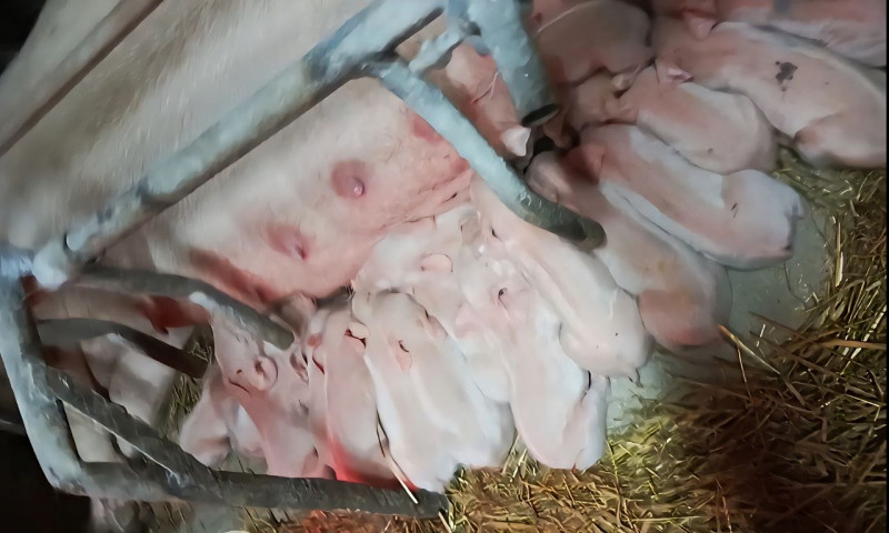 400-кілограмові свині та тисячі переглядів у TikTok: як волинянка веде господарство