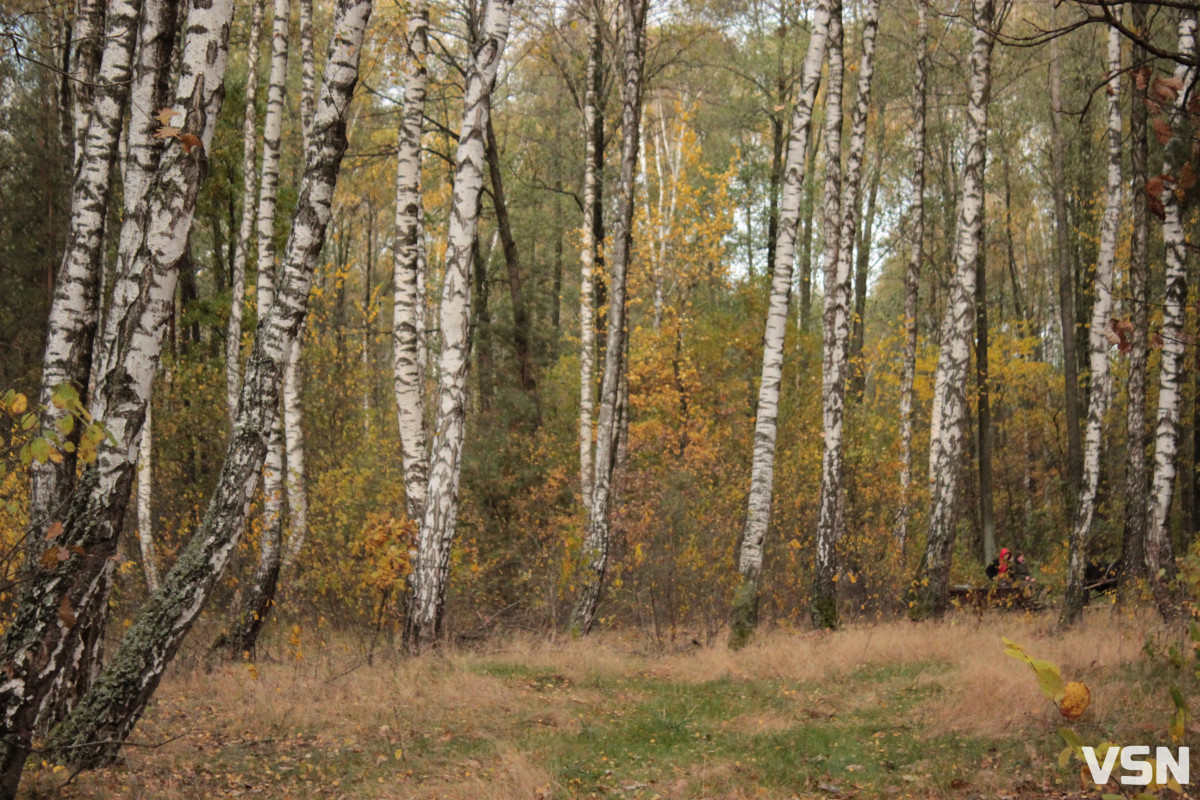 Як виглядає ліс на Волині восени. Фоторепортаж