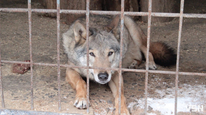 Як живе Луцький зоопарк взимку. Фоторепортаж
