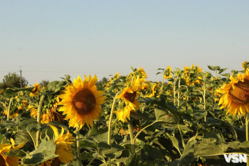 Весняна алергія у Луцьку: як захистити себе і не плутати з простудою