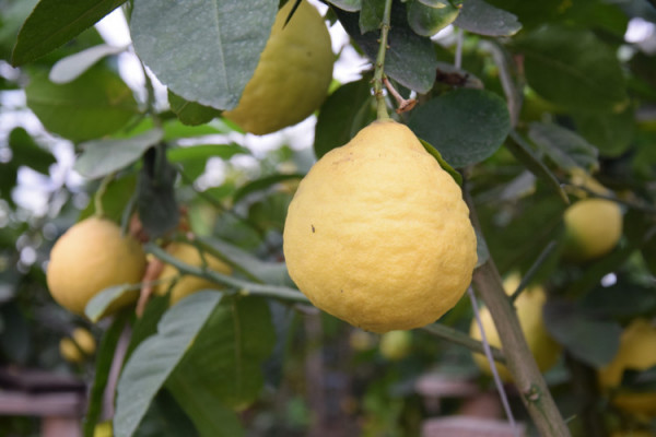На Волині вирощують велетенські лимони