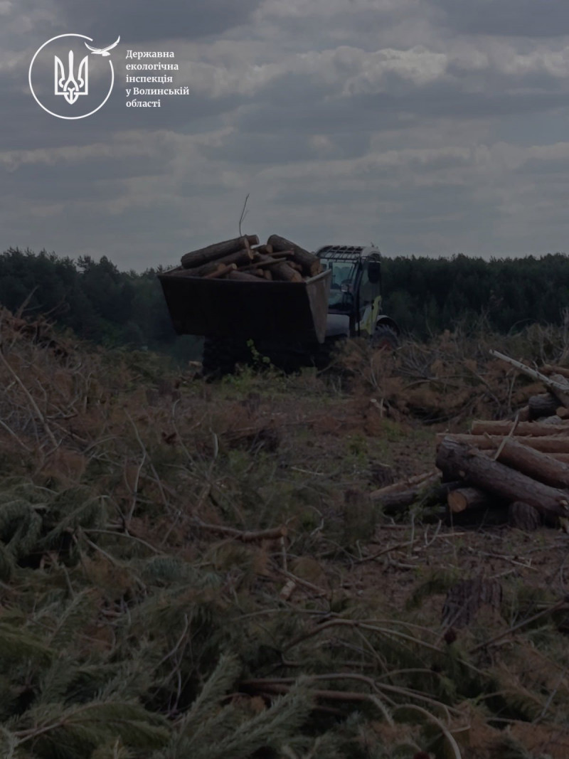На Волині незаконно вирубали понад сотню дерев – техніку вилучили