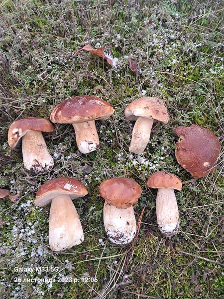 Тихе полювання в кінці сезону: де на Волині можна назбирати повні кошики грибів