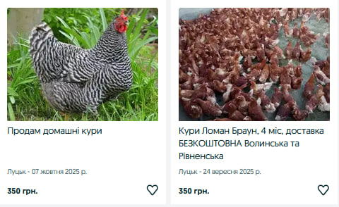 Скільки коштують кури на Волині?