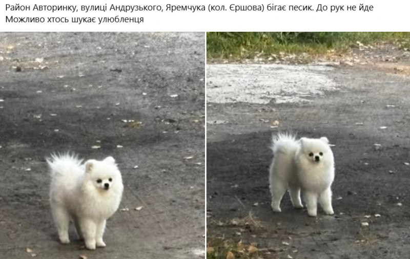У Луцьку після атаки ворога масово розшукують собак, які повтікали від вибухів