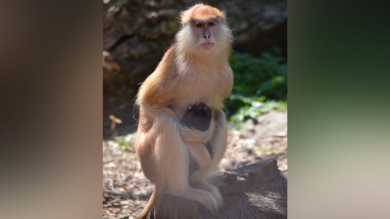 У зоопарку Луцька народилося мавпеня