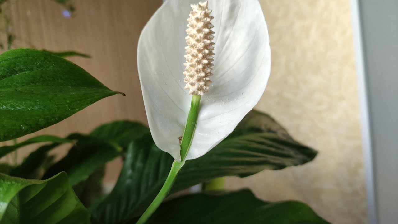 Спатифілум не цвіте? Три помилки при пересадці, які гублять «жіноче щастя»