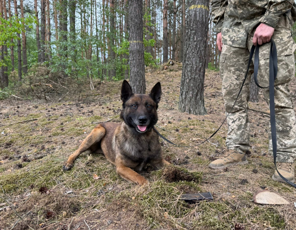 Від дитячої мрії до служби на кордоні: історія кінолога з Волині Ігоря Домальчука