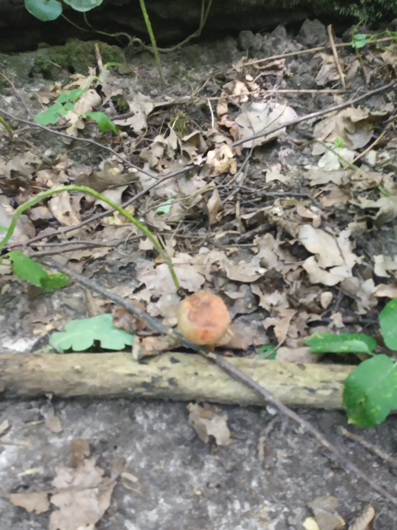Слимаки випереджають грибників: у лісах Луцького району збирають синяки