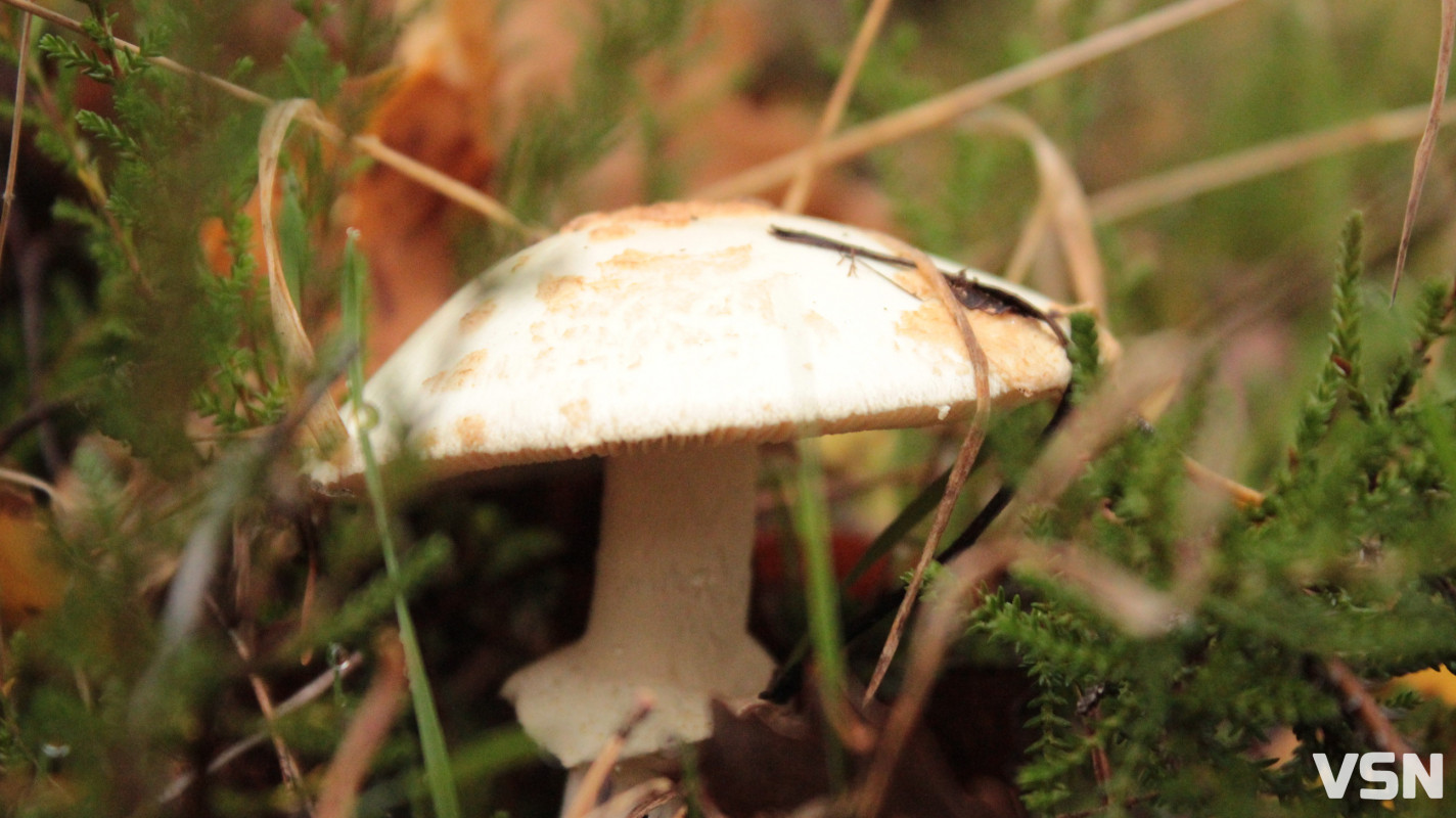 Як виглядає ліс на Волині восени. Фоторепортаж