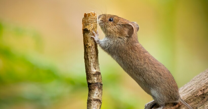 Миші і щурі підуть назавжди: як назавжди позбутися гризунів у будинку взимку