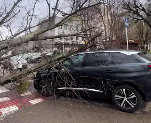 У Луцьку дерево впало на автомобіль під час руху: що відомо