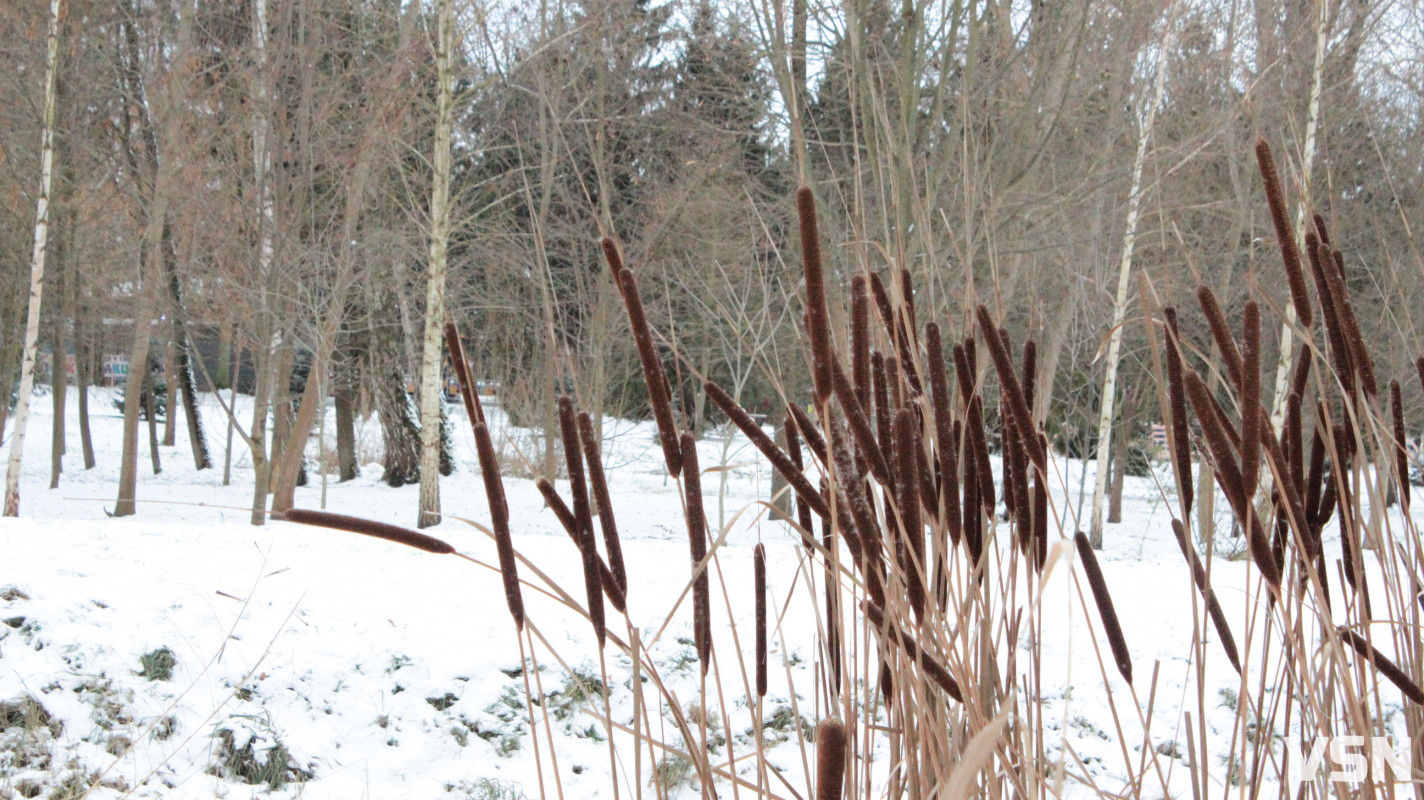 Як виглядає центральний парк у Луцьку у перші дні 2026 року. Фоторепортаж