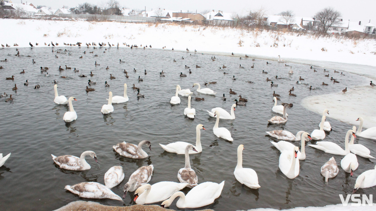 Ковель після снігопадів: фоторепортаж із засніженого міста