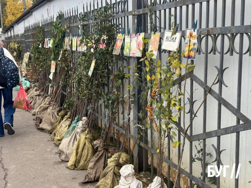Що продають на осінньому ринку на Волині: ціни на овочі, фрукти та саджанці