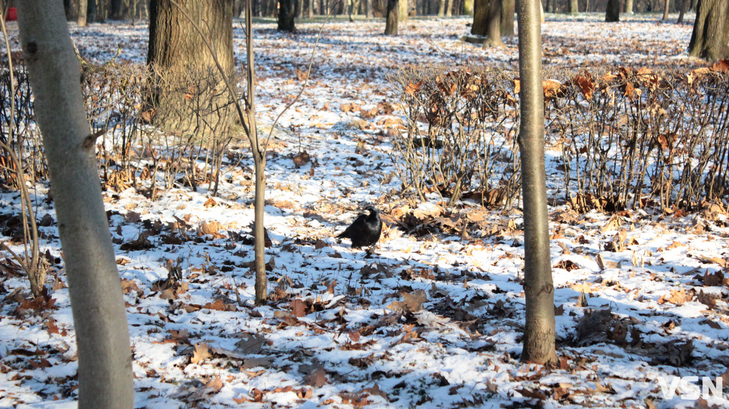 Засніжений Луцьк: як виглядають парки та двори міста взимку напередодні Нового 2026 року. Фоторепортаж
