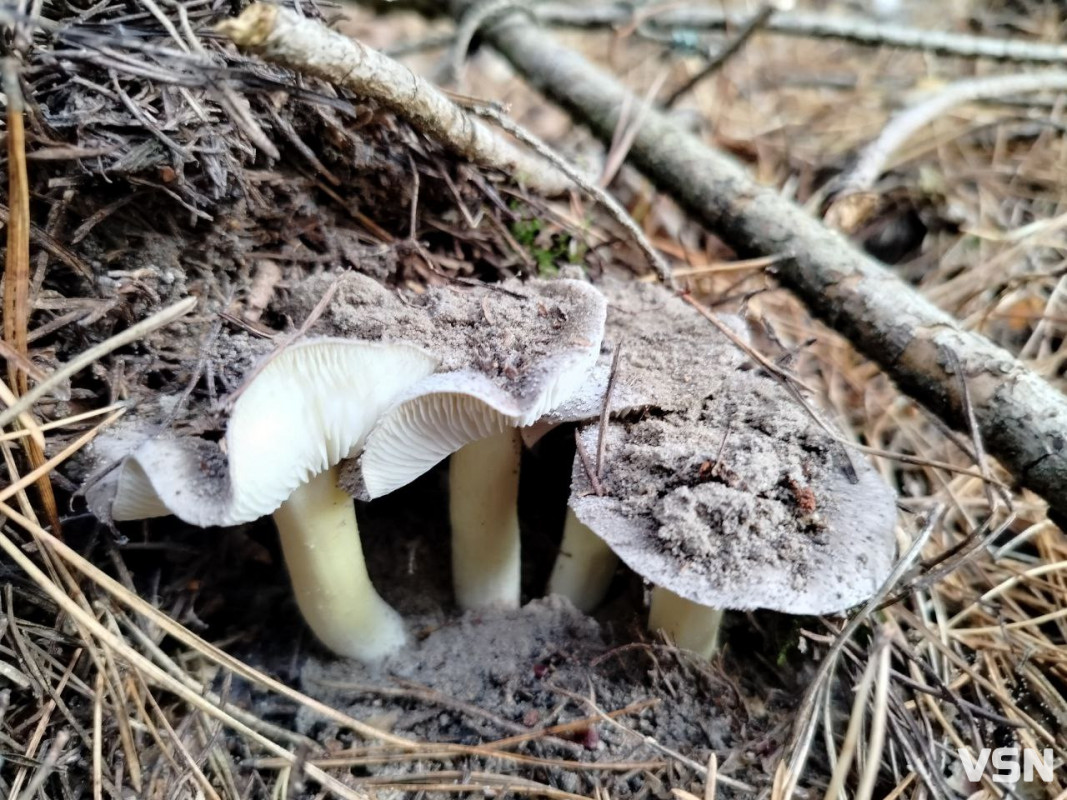 У пошуках зеленого золота: як на Волині збирають зелениці