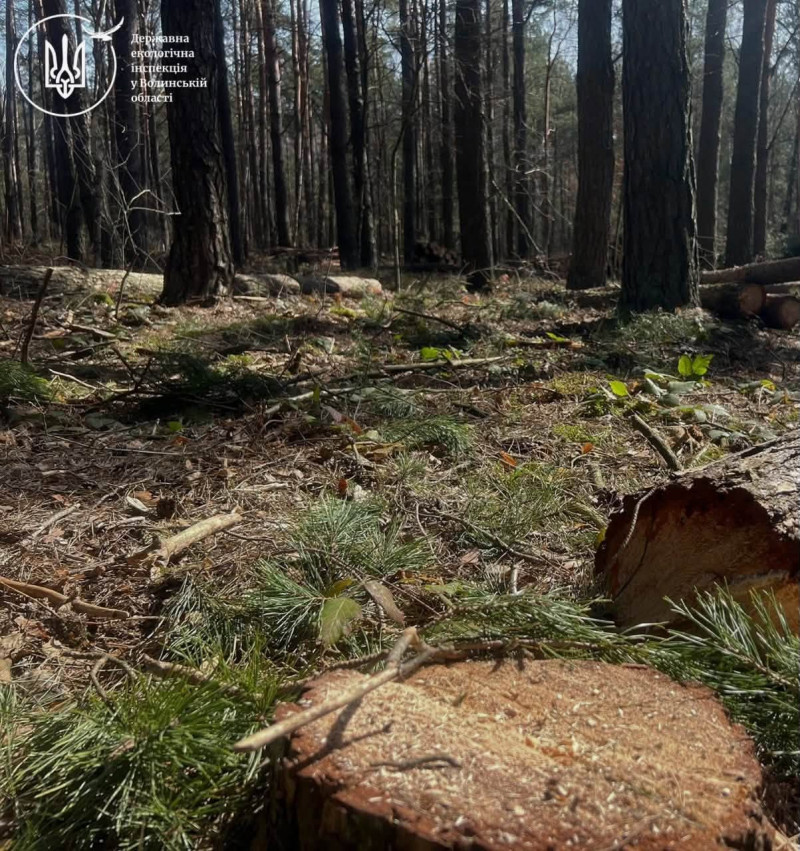 На Волині незаконно вирубали дерев на майже 9,4 мільйона гривень