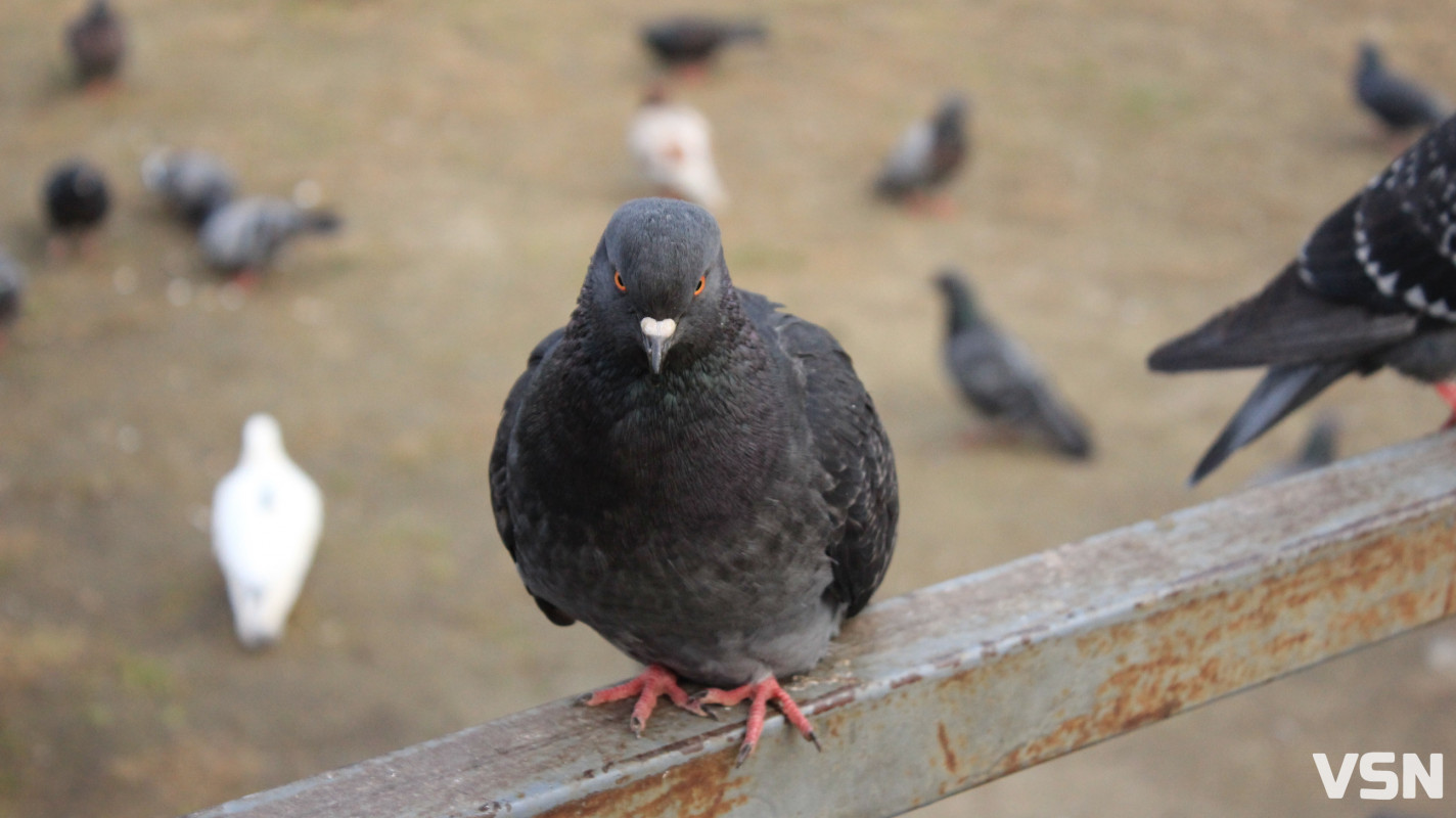 Як виглядає парк 900-річчя у Луцьку навесні 2026. Фоторепортаж