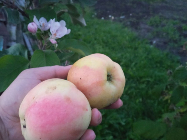Фото дня: на Волині вдруге за рік зацвіла яблуня
