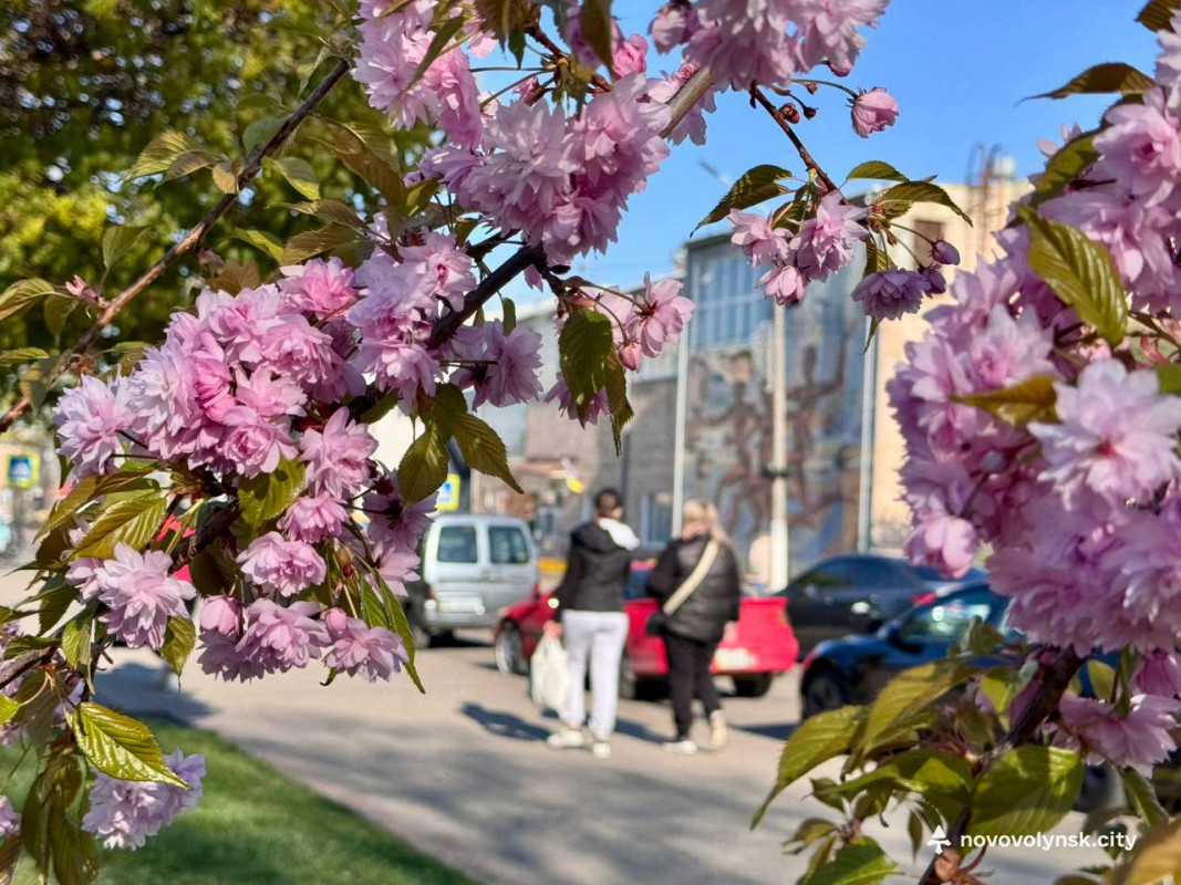У місті на Волині розквітли сакури та мигдаль. Фото