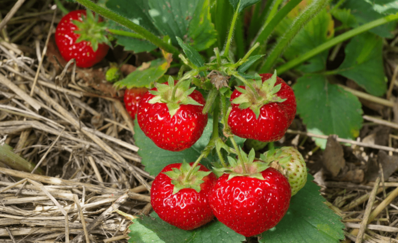 Весняне підживлення полуниці: три кроки до пишних кущів і рясного плодоношення