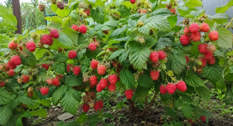 Що обов’язково потрібно зробити з малиною в червні, щоб зібрати щедрий урожай