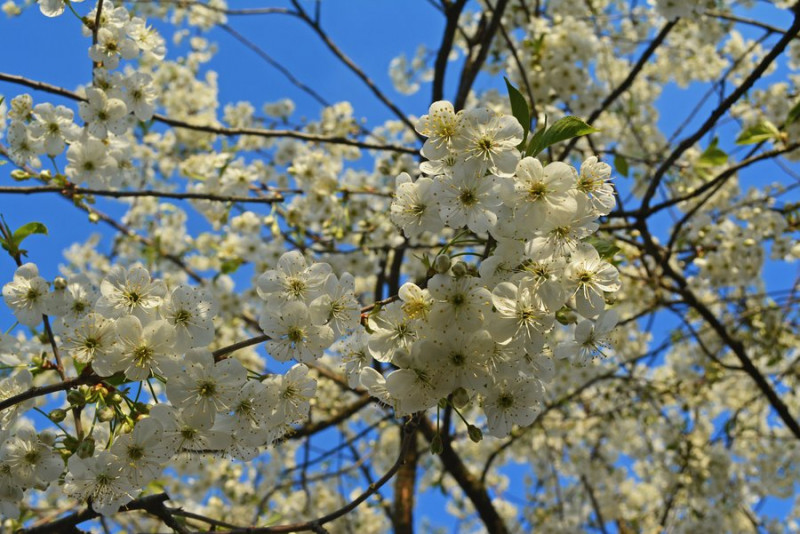 На Волині через заморозки загинув цвіт ранніх фруктових дерев
