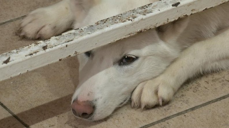 Як у Луцьку на підприємстві «Ласка» стерилізують і вакцинують тварин